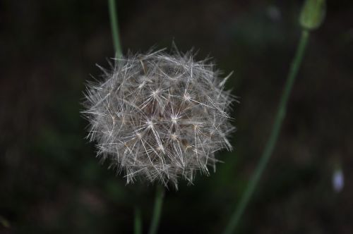 plant flower nature