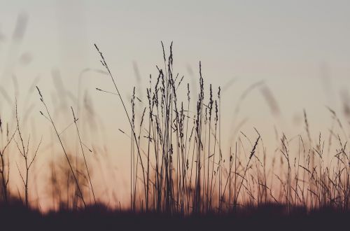 plant field sunset