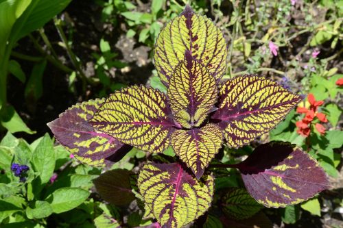 plant leaf purple