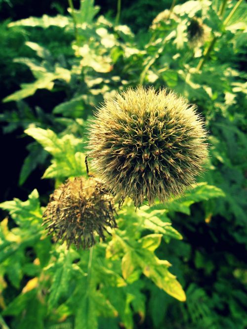 thistle spikes plant