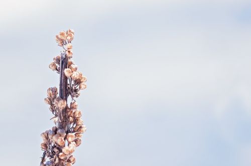 plant winter seeds