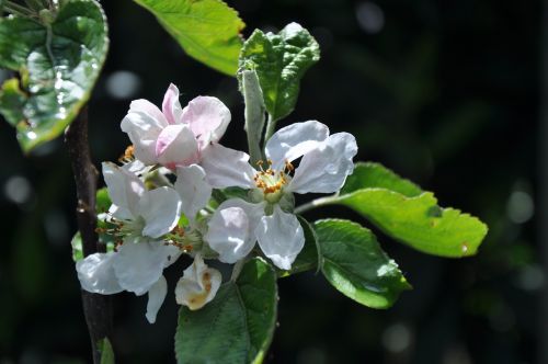 plant flower apple