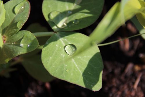 plant leaf dew