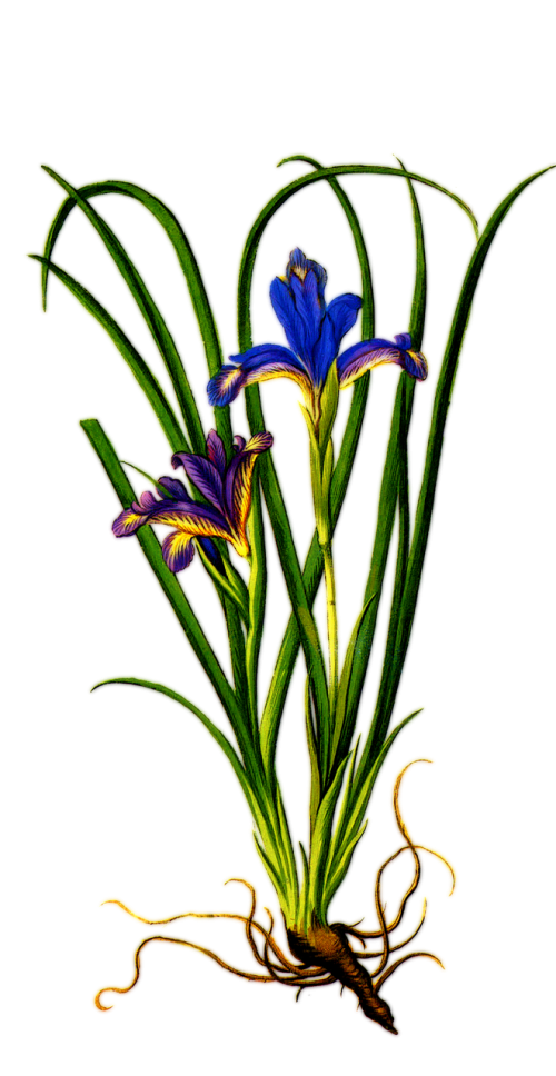 plant iris purple