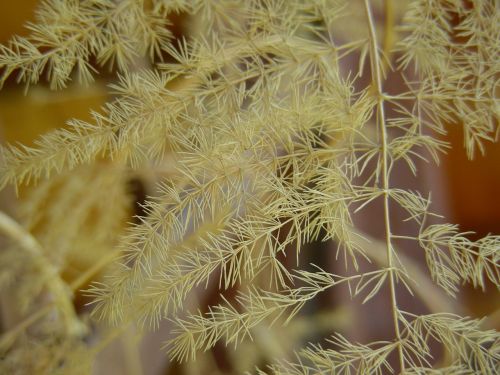 plant dry autumn