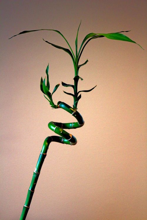 plant bamboo twisted bamboo