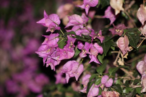 plant holiday landscape