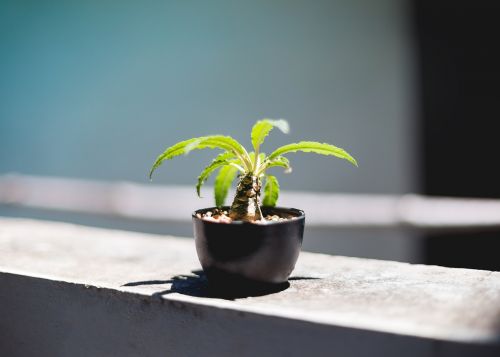 plant potted plant grow