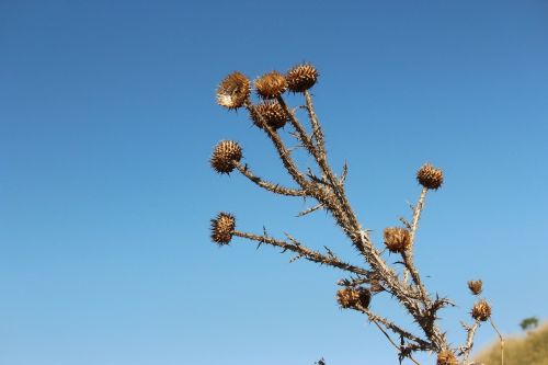 plant mountain desert