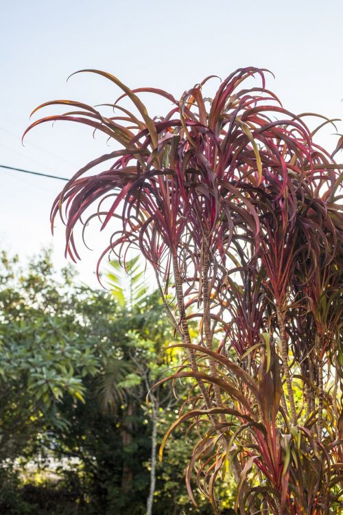 plant tropical landscape