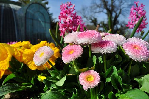 plant flower pink