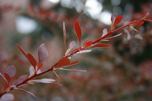 plant bush red