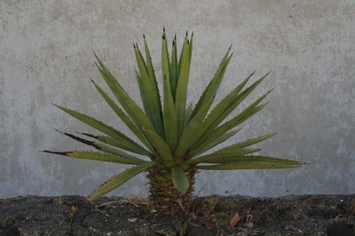 stromboli plant wall