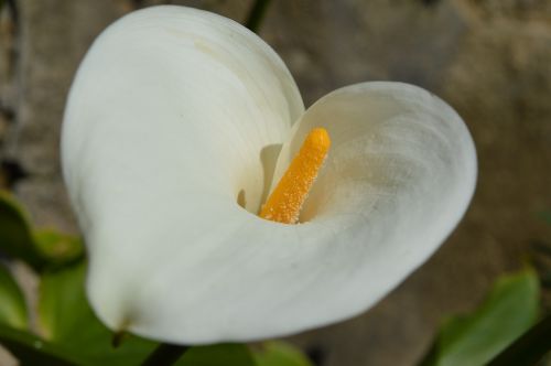 plant flowers arum