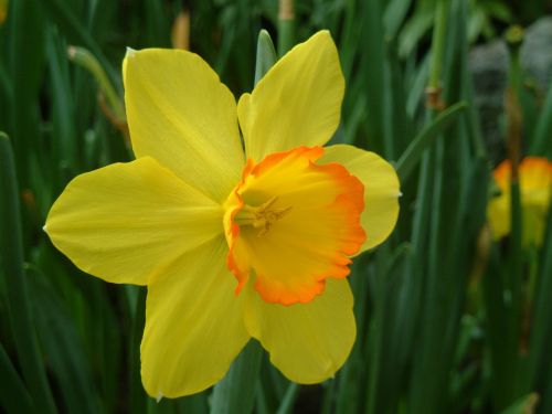 plant yellow flower western narcissus