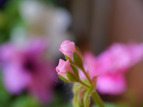 plant flower buds flora