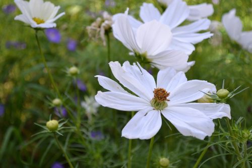 plant white summer