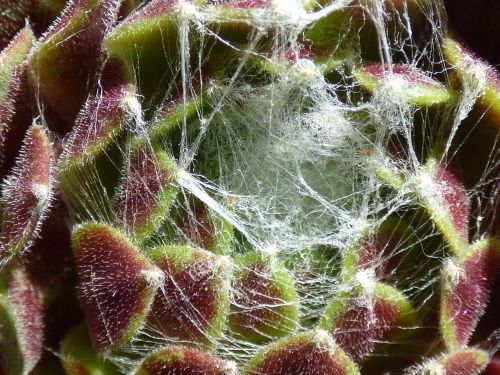 plant succulent joubarde spider web