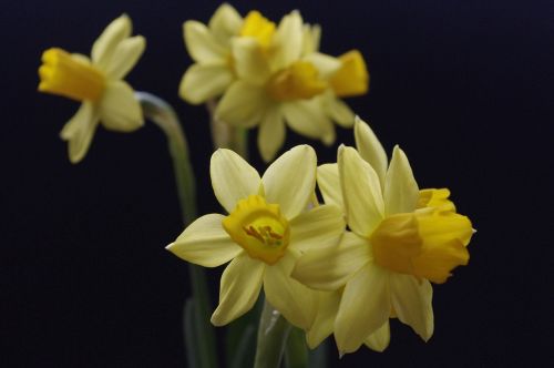 plant spring flowers