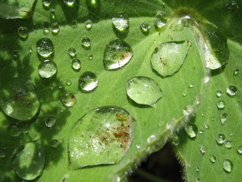 drop of water plant leaf