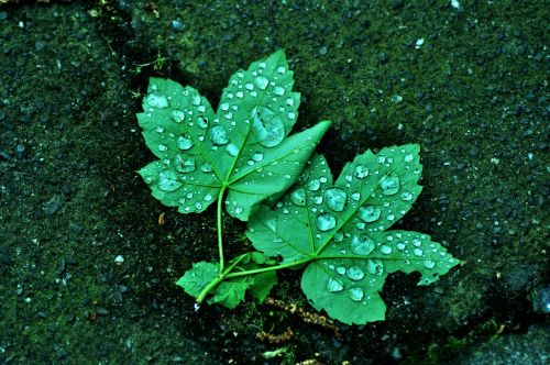 plant leaf water