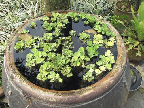 plant vegetation tank