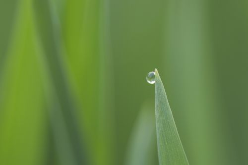 plant water droplets the scenery