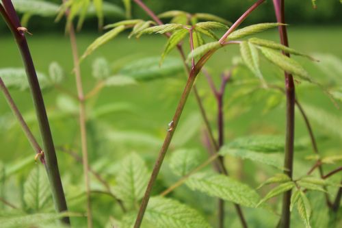 plant raindrop nature