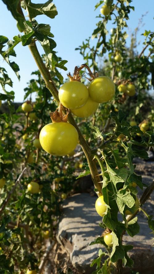 plant fruit agriculture