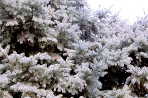 plant cypress pine tree