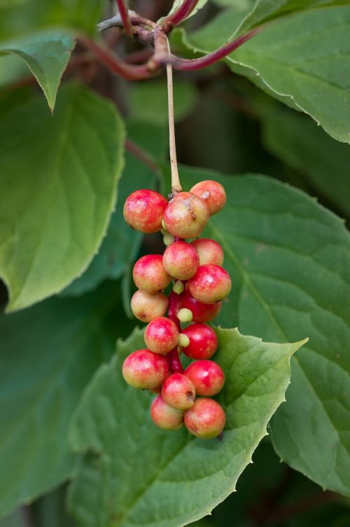 plant vital berry ripening process