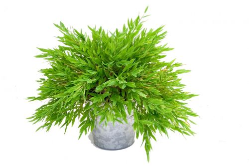 plant green bamboo