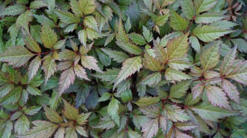 plant green peony