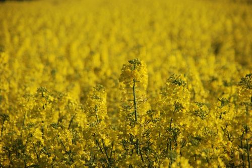 plant rapeseed yellow