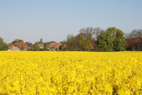 plant rapeseed yellow