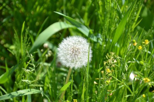 plant green dandelion