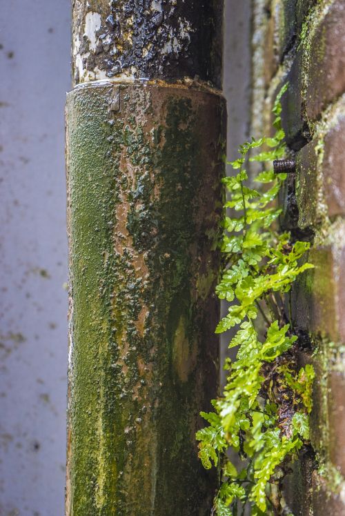 plant urban nature