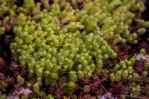 plant green nature