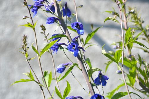 plant delphinium larkspur