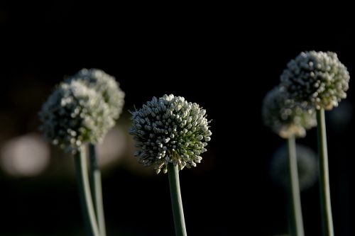 plant onion flower