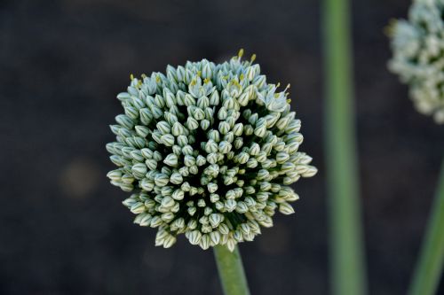 plant onion flower