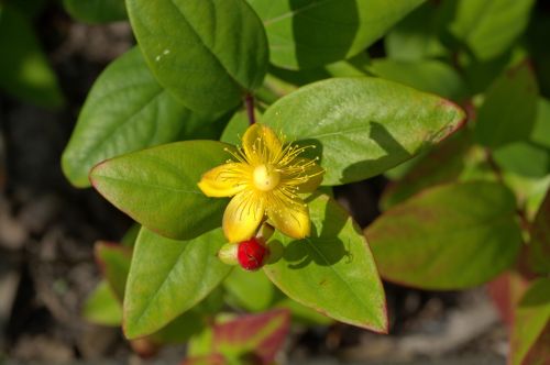 st john's wort herb medicinal plant