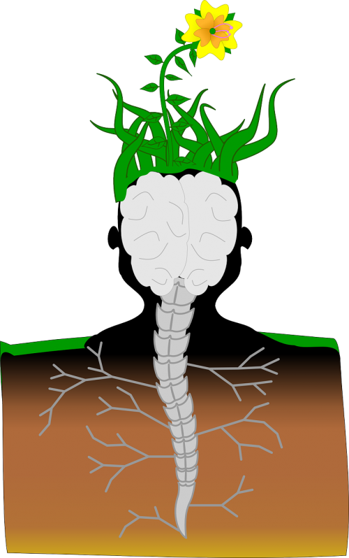 plant brain spine