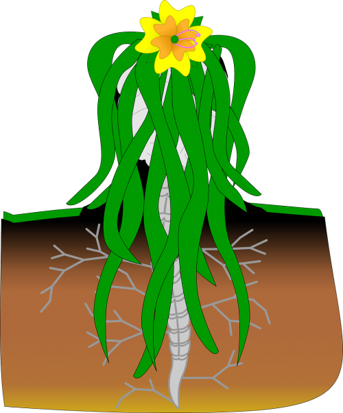 plant brain spine