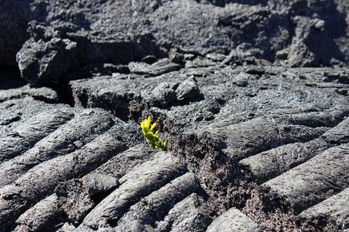 plant lava regrowth