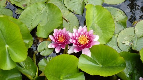 plant flower water lily