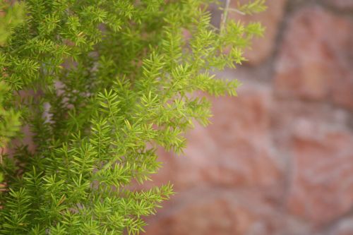 plant green impression