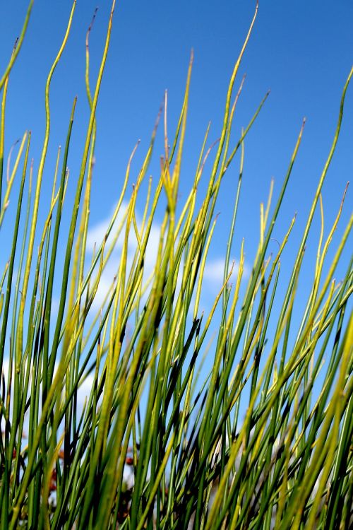 plant sky plants