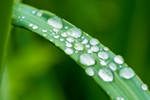 plant dew nature