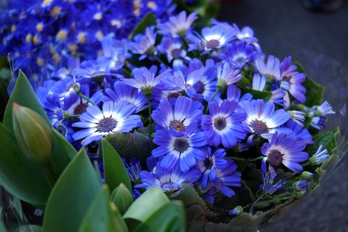 plant flower cineraria